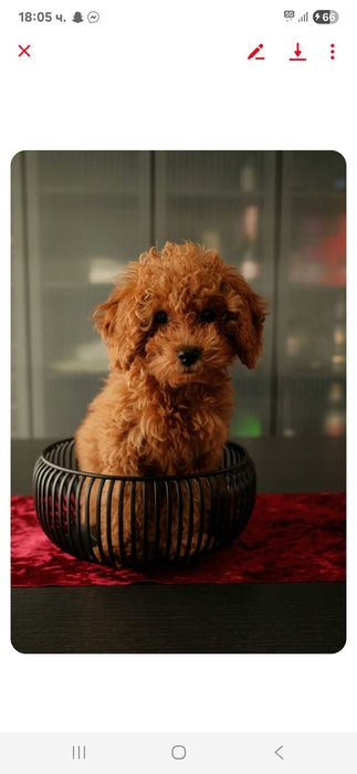 Toy & Mini poodle, FCI, Genetic, PL