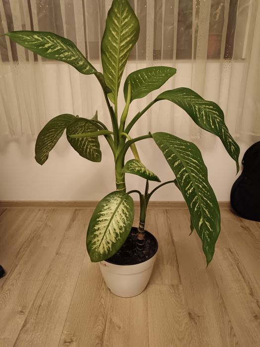 Vând planta dienffenbachia