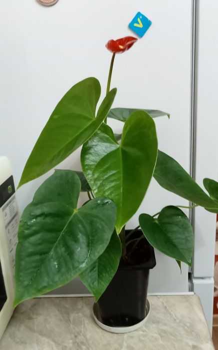 Продам комнатные цветы