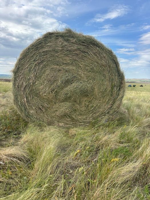 Продам сено ковыль обмен на скот