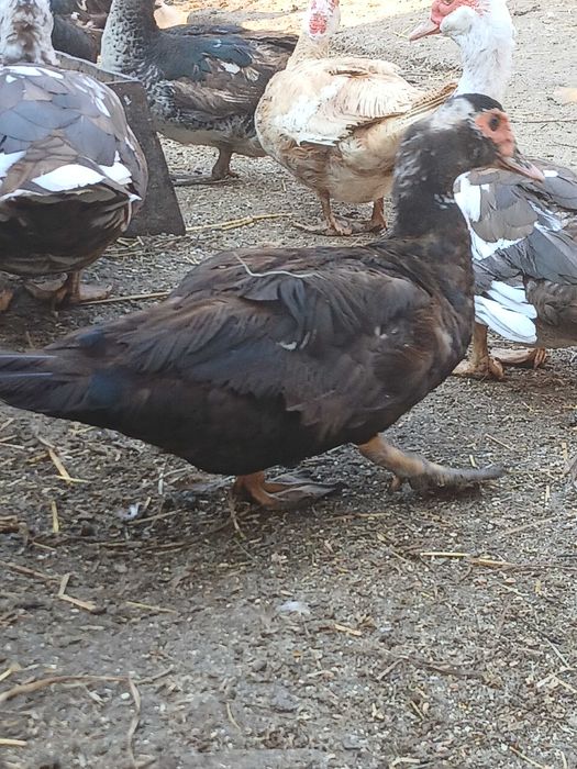 Rate si ratoi lesesti de vanzare