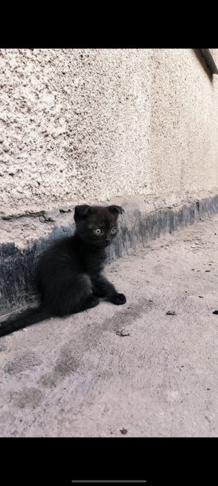 Отдам шотландских котят
