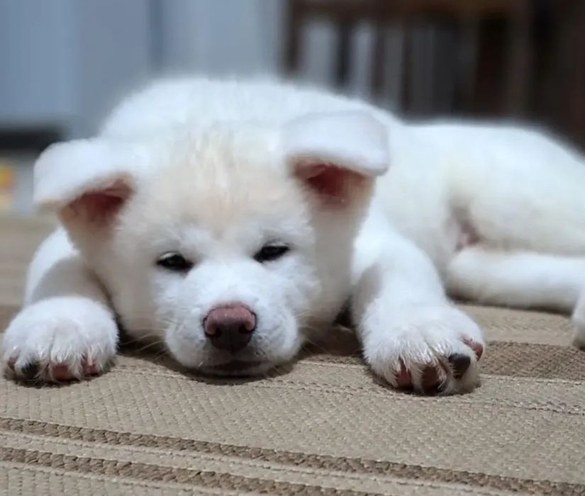 Akita japonez Inu