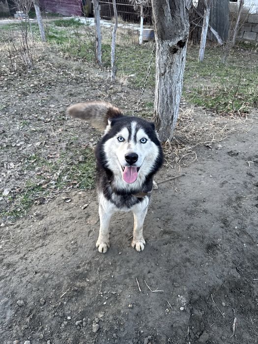 Xaski it zotdor sotiladi