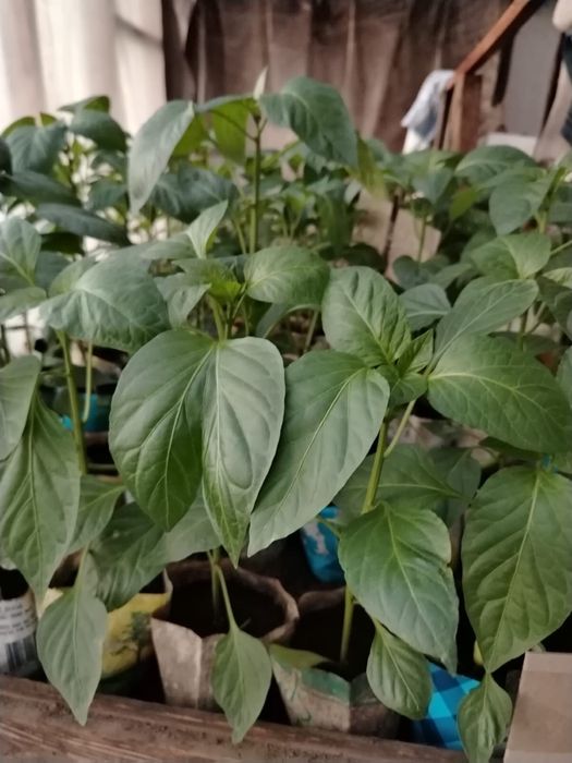 Рассада болгарского перца