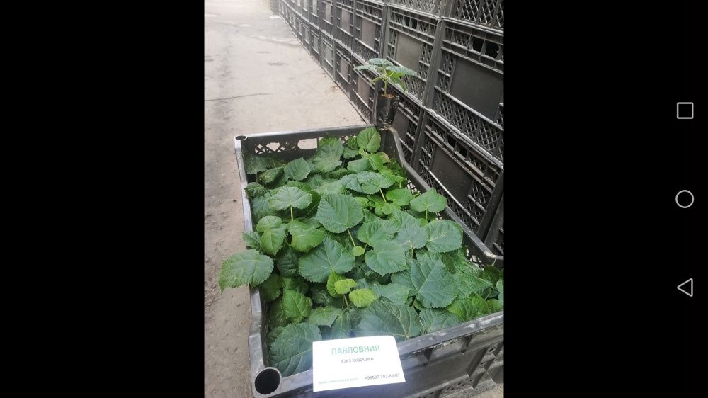 Павловния Оригинал