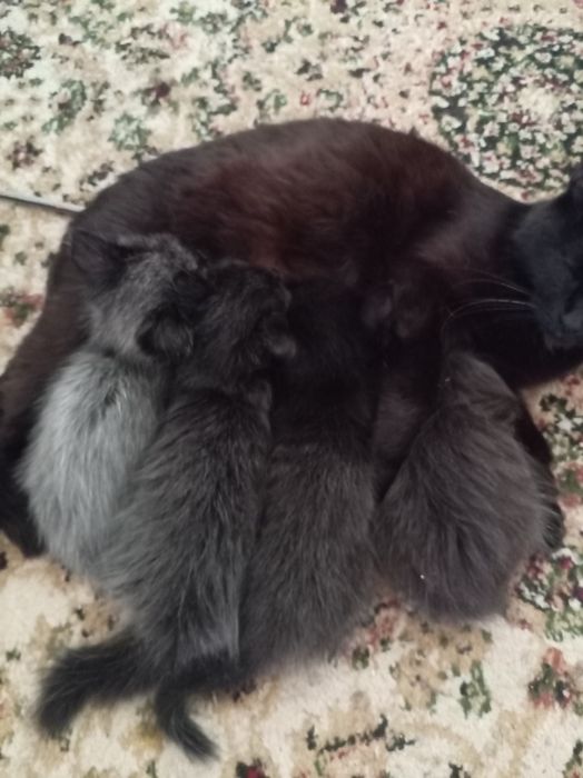 Котята в добрые руки