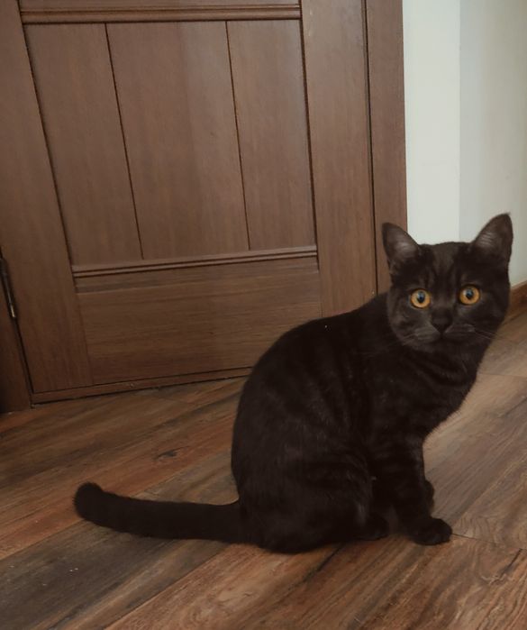 Котята и кошка в добрые руки