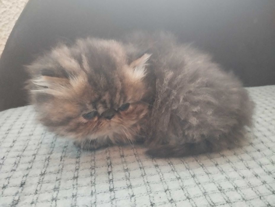 сладки персийски котета