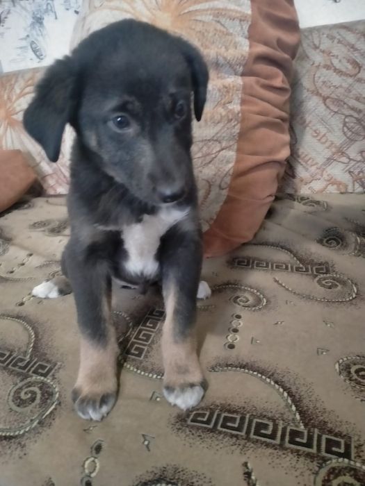 Отдам в хорошие руки