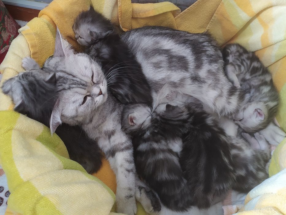 Лежанка для кошек или собачек