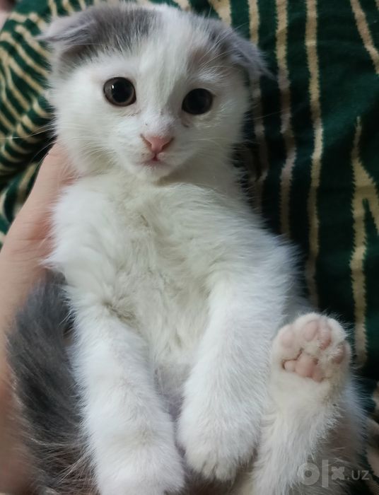 Scottish fold, qiz, ikki oylik, zotdor