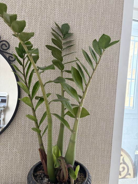 Продам комнатные цветы