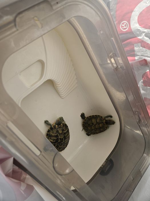 Продаю 2 красноухих черепах