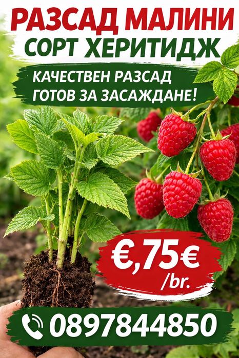 Целигодишни много сладки малини сорд Херитидж