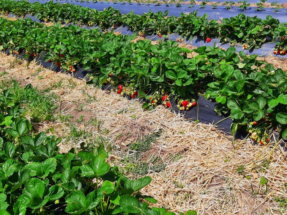 Stoloni Capsuni ALBION și soiuri anuale,zmeura remontanta