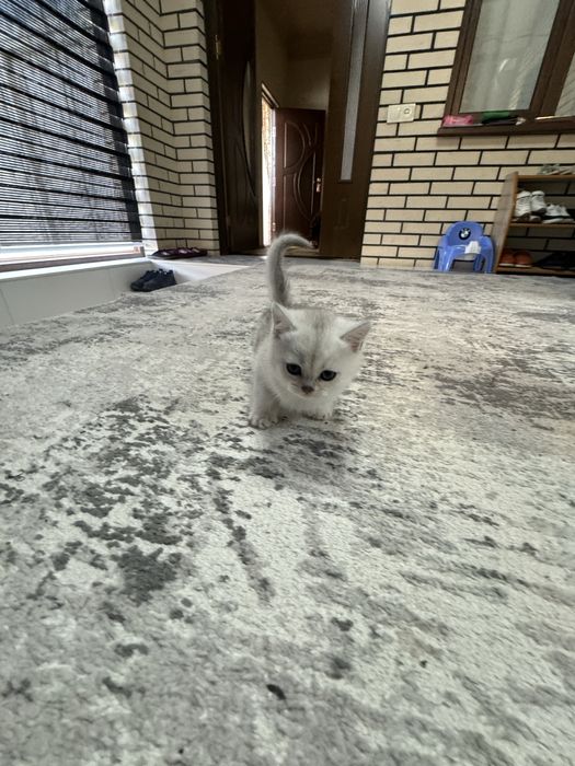 Мушиксалар Шиншила 4 та