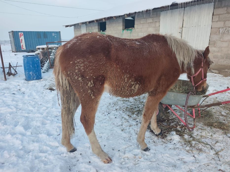 Жылқы тайларымен