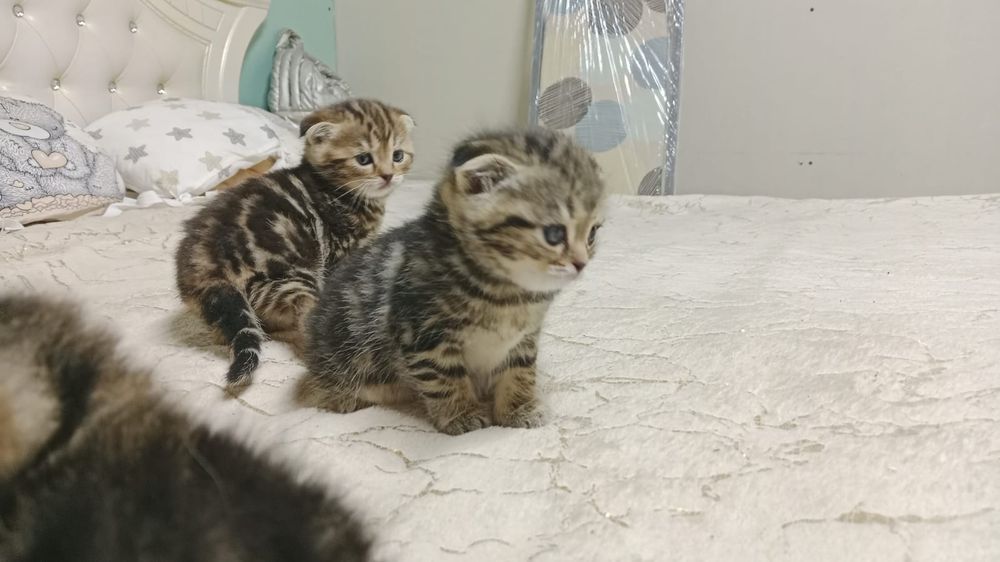 Котята породистые