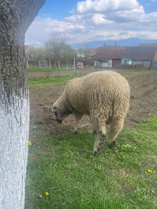 Berbec crescut în curte
