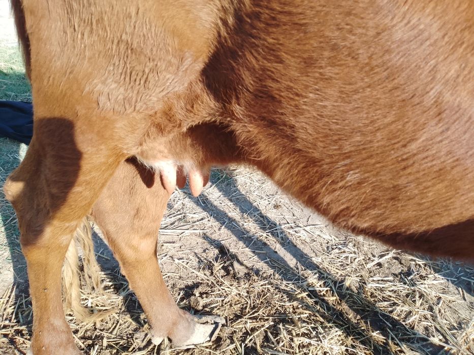 Ona bola sigir kafolati bilan