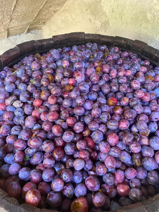 Prune de vanzare