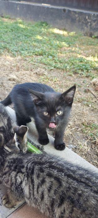 Котенки три штуки