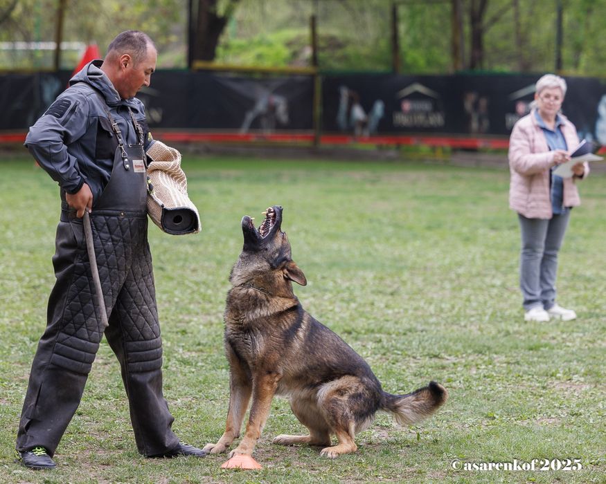 Немецкая овчарка РР