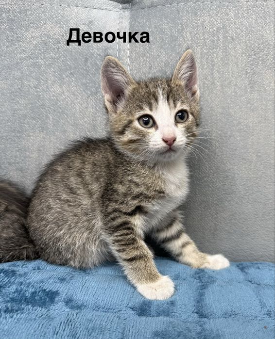 Отдам даром котят