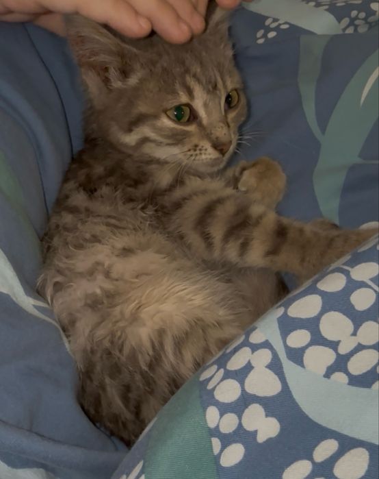 Отдам котенка в добрые руки