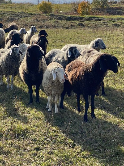 Vând 10-15 oi la alegere