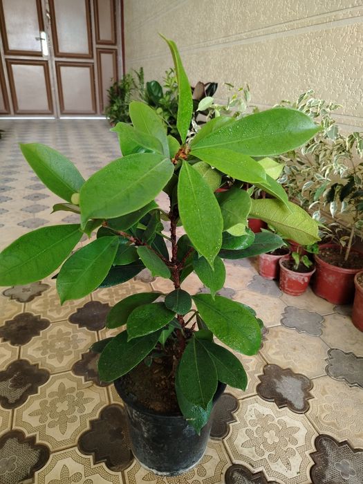 Хонаки гуллар, комнатные цветы, растения. Оптом ва донага