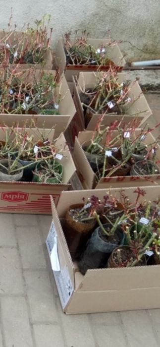 Продажа саженцев