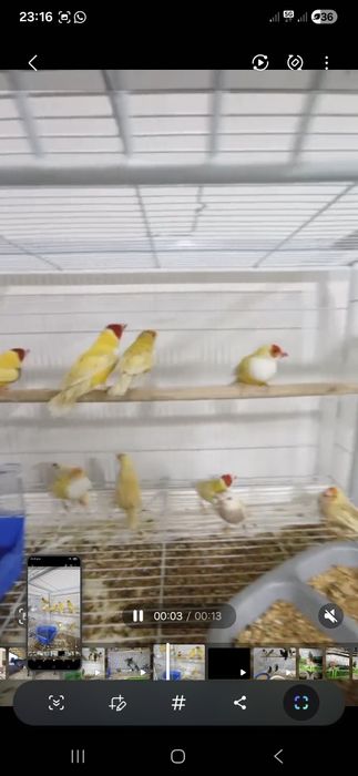 Гульда   амадины