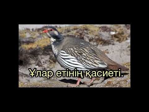 Ұлар еті. Мясо Улара