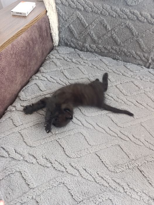Отдам  игривого котёнка