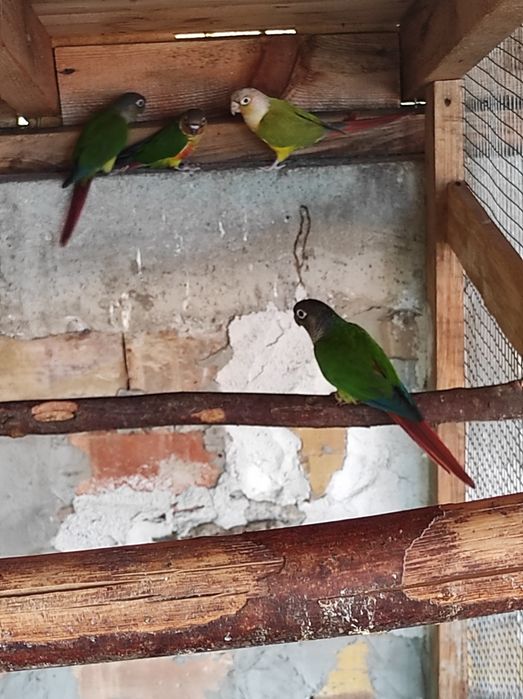 Продавам папагали пирура молина