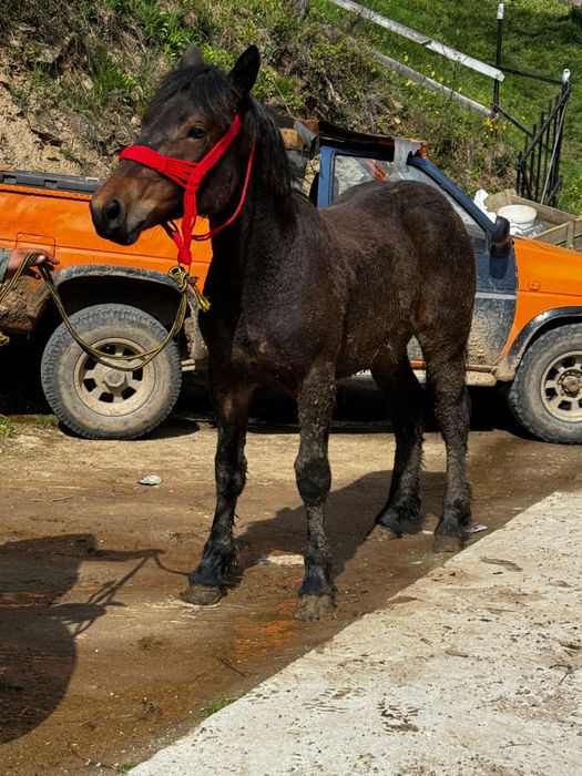 Manz de 8 luni de vânzare