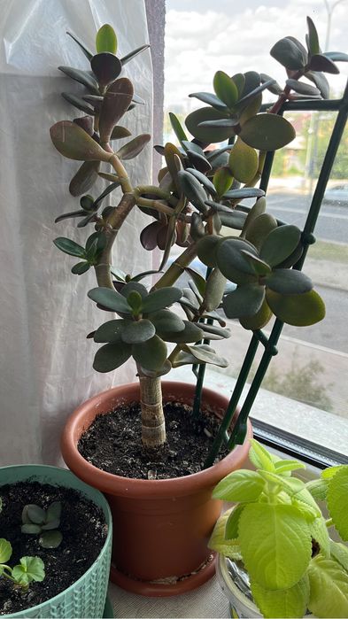 Комнатные цветы