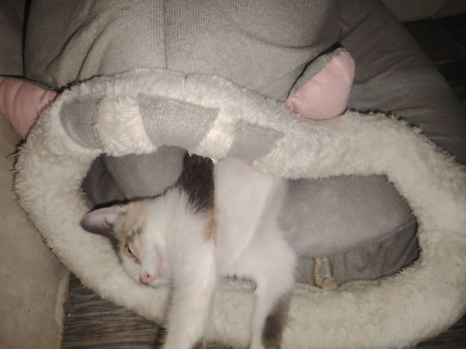 Отдам красивого котёнка (девочка)