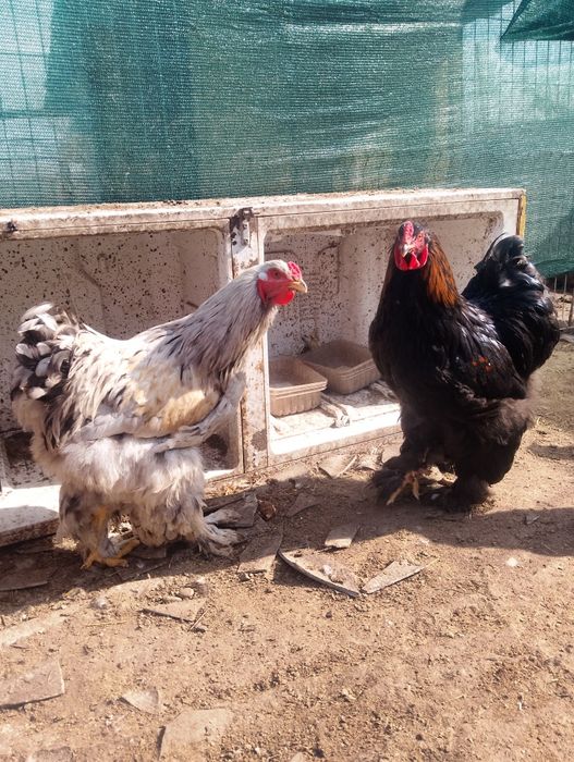 Vând  cocoși brahma