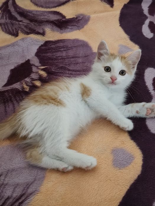 Котята от красивой мамы