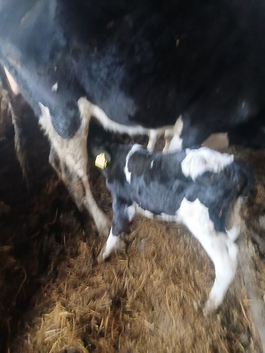 Vand un tauras sugar