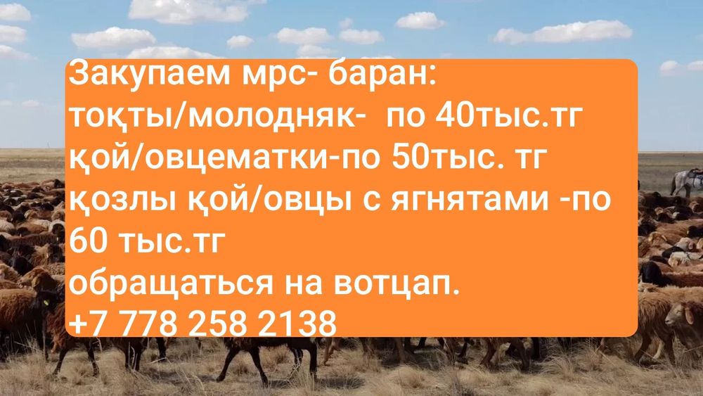 Мрс-овцы-баран-60тыс. тг