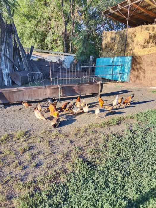 Продаю куры  домашние