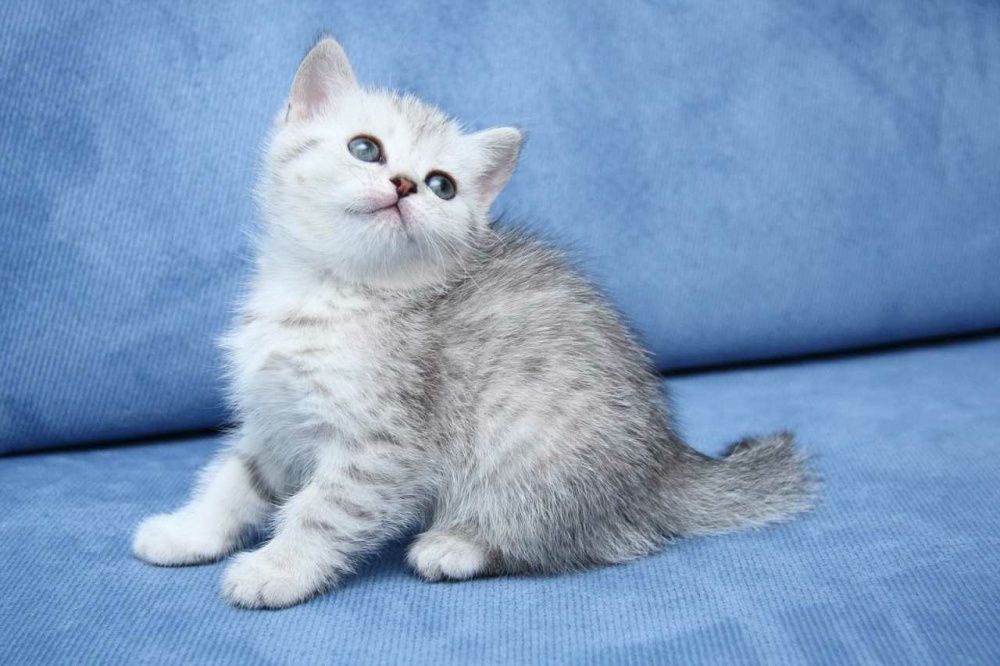 Super skidka mushukchalar sotiladi