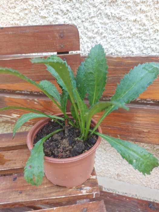 Цветя за балкона и градината. Цена от 0.25-7.50€/бр