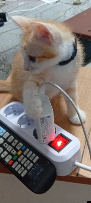 Отдам котёнка в хорошие руки.