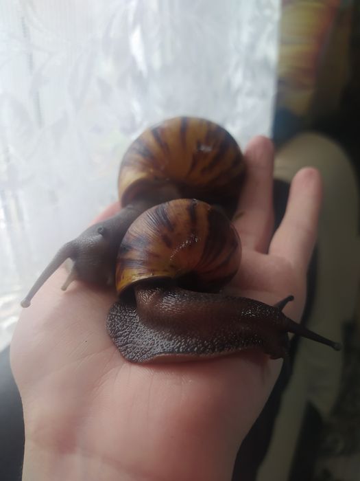 Улитки ахатины и архахатины