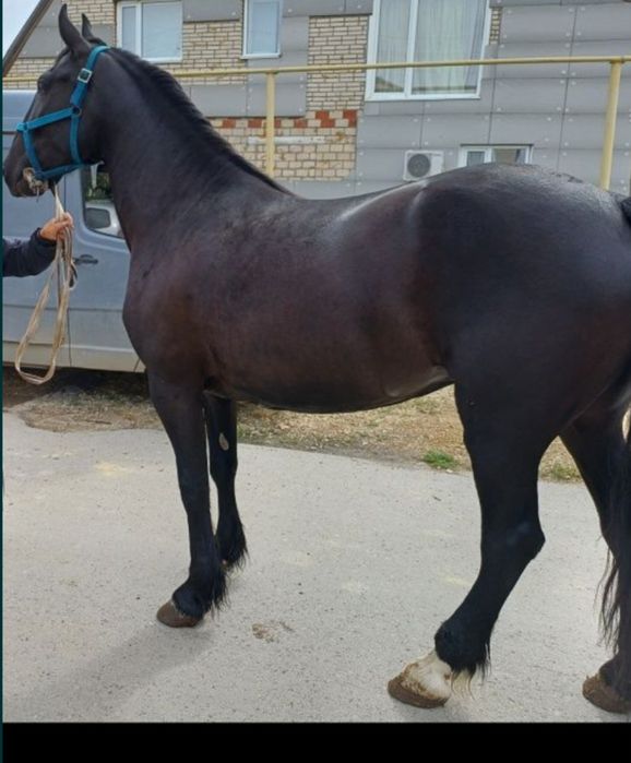 Продаётся кобыла